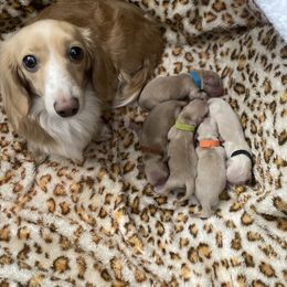 Orange Collar Girl - Cream female Dachshund puppy in Descanso, California from Kendaline Kennels