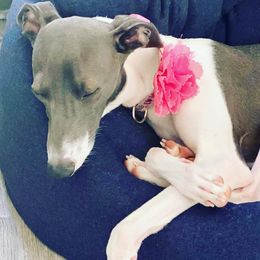 Italian Greyhounds from Havasu Iggy