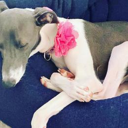 Italian Greyhounds from Havasu Iggy
