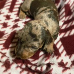 Brioche - Dapple male Dachshund puppy in Castalia, North Carolina from Short Stuff Doxies