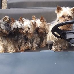 French Bulldogs and Yorkshire Terriers from Ivory Chenteyl