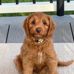 Boy 3 - Red male Australian Cobberdog puppy in Grand Rapids, Michigan from Joreese Australian Cobberdogs
