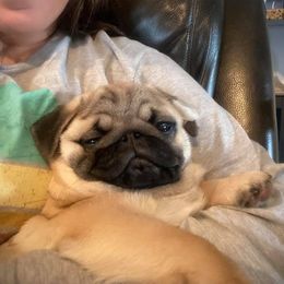 Great Pyrenees, Pekingese, and Pug Puppies from Triptych Kennels