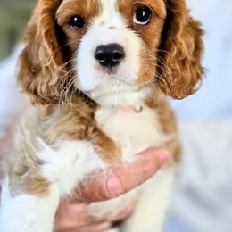 Cavalier King Charles Spaniel Puppies from Dixie Bass