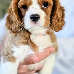 Cavalier King Charles Spaniel Puppies from Dixie Bass