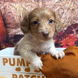 Girl - Fawn (isabella) and cream female Dachshund puppy in Jonesboro, Illinois from Twin Hills Dachshunds