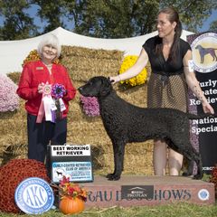 Curly-Coated Retriever Puppies from Jollycurl Curly-Coated Retrievers