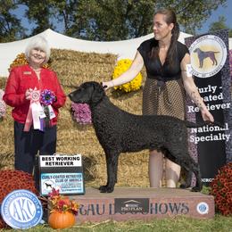 Curly-Coated Retriever Puppies from Jollycurl Curly-Coated Retrievers