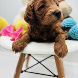 Goldendoodle puppies from Mini Doodles Dandy