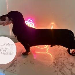 Twister - Dachshund