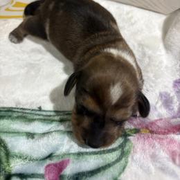 Dapple male - Dapple male Dachshund puppy in Pleasant Plains, Arkansas from JGBs Dachshunds