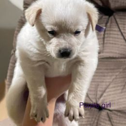 Girl 3 - Red speckled Australian Cattle Dog puppy in Eudora, Kansas from Captain’s Creek Labradors & Australian Cattle Dogs