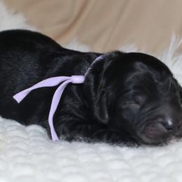 Celeste - Black female Goldendoodle puppy in Palmetto Bay, Florida from SOMIDOODLES