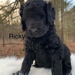 Ricky - Black male Goldendoodle puppy in New Ringgold, Pennsylvania from Hawk Mountain Doodles