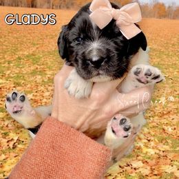 Newfoundland puppies from Sweet Creek Pups