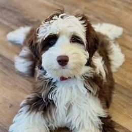 Aussiedoodle and Poodle All Grown Up from Pasta Puppies Doodles