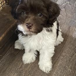Havapoo puppies from Perfectly Playful Doodles