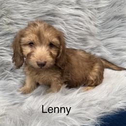 Lenny - Chocolate male Dachshund puppy in Cabool, Missouri from Dachshund's of Country Magic Farms in Missouri
