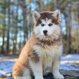 Lea - Red and white female Siberian Husky puppy in Woodlawn, Virginia from Delta Huskies