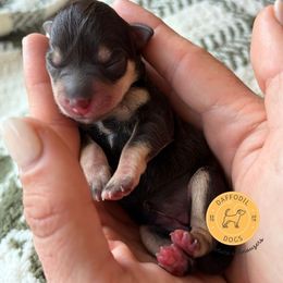 Lucy - Liver female Miniature Schnauzer puppy in Nederland, Texas from Daffodil Dogs