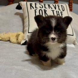 Full fluffy Brownie - Black and white male American Corgi puppy in Decatur, Texas from Bar S Corgis
