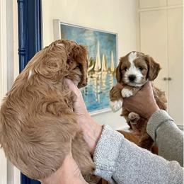 Cavalier King Charles Spaniel and Cavapoo Puppies from Waggin Tails