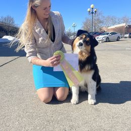 Australian Shepherd Puppies from BellSharps Australian Shepherds
