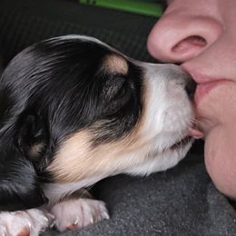 Dachshund Puppies from Mini Dachshund Loves