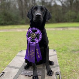 Hooker - Labrador Retriever