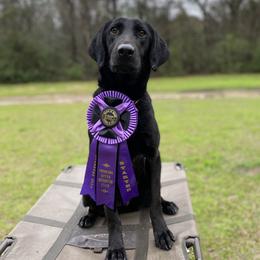 Hooker - Labrador Retriever