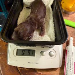 Cocoa - Chocolate male Dachshund puppy in Irving, Texas from DFW Dachshunds by G & S