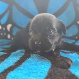 Ppm4 - Black and white male Chinese Crested puppy in New Castle, Pennsylvania from Long Haul Cresteds & Long Rotts