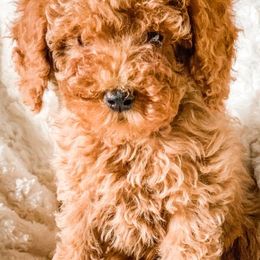 Cavapoos and Goldendoodles from Supreme Doodles