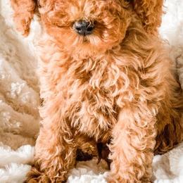 Cavapoos and Goldendoodles from Supreme Doodles