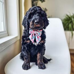 Atticus - Phantom male Bernedoodle puppy in Gaylord, Michigan from Dog Mom Co. Doodles