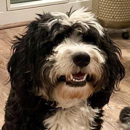 Reese - Bernedoodle