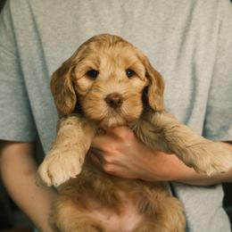 Chef - Yachties - Caramel female Australian Labradoodle puppy in Syracuse, Indiana from The Doodle Cove