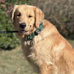 Golden Retrievers from Kennedy’s South Jersey Golden Retriever Puppies
