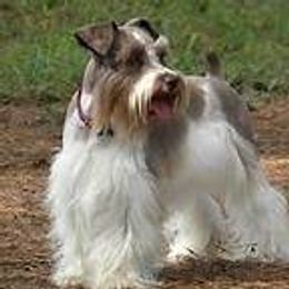 Willie - Miniature Schnauzer
