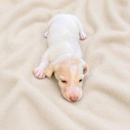 Mater - Cream male Dachshund puppy in Indiantown, Florida from Turquoise River Minature Dachshunds