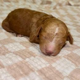 Samuel - Red  male Goldendoodle puppy in Pasadena, Texas from Toledo Creek Doodles
