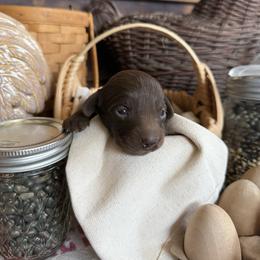 Truffle - Chocolate female Dachshund puppy in Cabool, Missouri from White Cottage Dachshunds