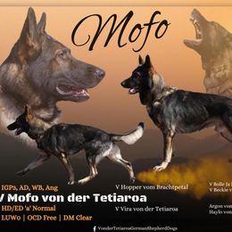 Mofo - German Shepherd
