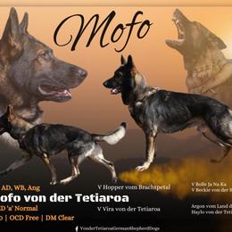 Mofo - German Shepherd