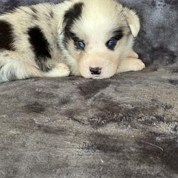 Girl 1 - Blue merle and white female Cardigan Welsh Corgi puppy in Huntington Beach, California from Lucky Puppies