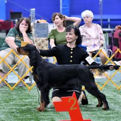 Gordon Setter All Grown Up from Sun-sett Gordon Setters