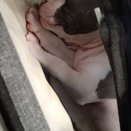 American Staffordshire Terrier and French Bulldog Puppies from Cicero Kennels