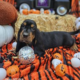 Balto - Black brown and white male Basset Hound puppy in Big Rapids, Michigan from Basket Hound Bassets