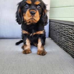 Cavalier King Charles Spaniel puppies from Heart Mountain Cavaliers & Floating Feathers Kennel