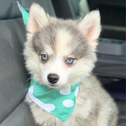 Speedo - Black and white male Pomsky puppy in Centerville, Iowa from LJ Kennels Pomskies, LLC
